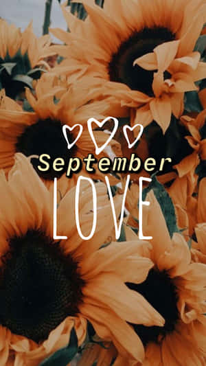 September Love Sunflowers Background Wallpaper