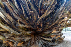 Sequoia National Park Trunk Wallpaper