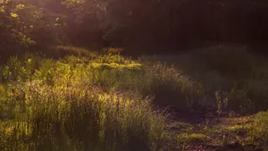 Serene Afternoon Desktop Wallpaper