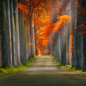 Serene Autumn Trail Wallpaper