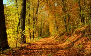 Serene Autumn Trail In A Lush Forest Wallpaper