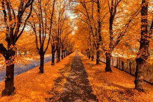 Serene Autumn Trail In The Woods Wallpaper