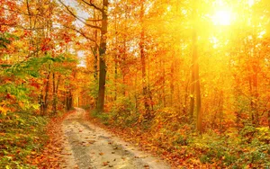 Serene Autumn Trails In The Forest Wallpaper