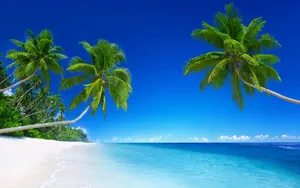 Serene Beach Palm Trees Wallpaper