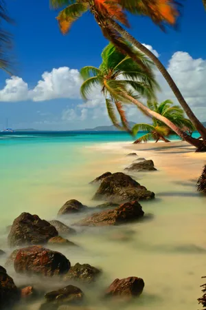 Serene Beach Palm Trees, Basking In The Warm Sunlight Wallpaper