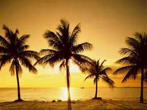 Serene Beach Scene With Palm Trees Wallpaper
