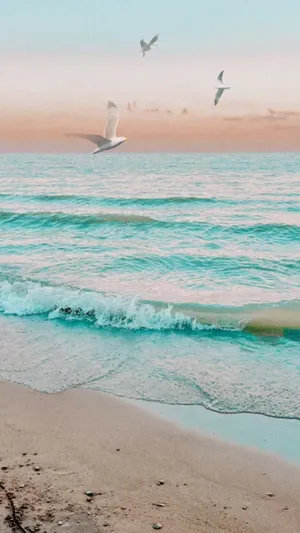 Serene Beach Sunset Seagulls Wallpaper