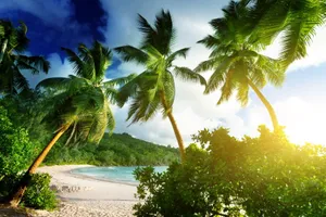 Serene Beach With Palm Trees Wallpaper