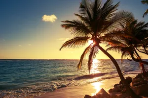 Serene Beach With Palm Trees Wallpaper