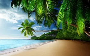 Serene Beach With Palm Trees Wallpaper