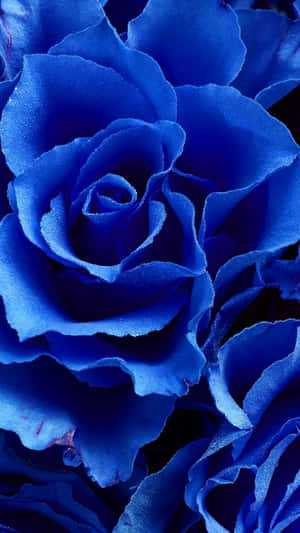 Serene Beauty: A Dark Blue Rose In Abstract Art Wallpaper