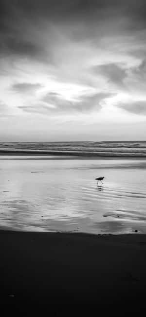 Serene Black And White Beach Wallpaper