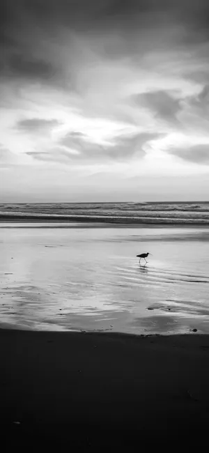 Serene Black And White Beach Wallpaper