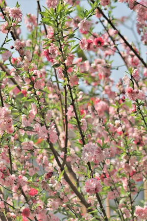 Serene Blissful Landscape Wallpaper