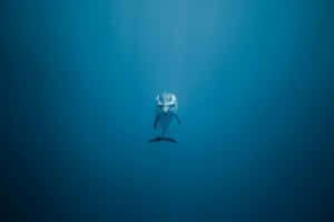 Serene_ Blue_ Dolphin_ Swimming Wallpaper