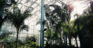 Serene Botanical Garden Stroll Wallpaper