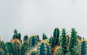 Serene Cactus Collection.jpg Wallpaper