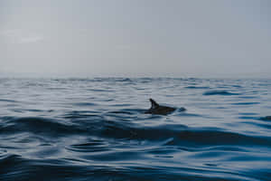 Serene Dolphin Ocean Scape Wallpaper