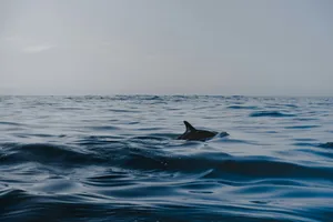 Serene Dolphin Ocean Scape Wallpaper