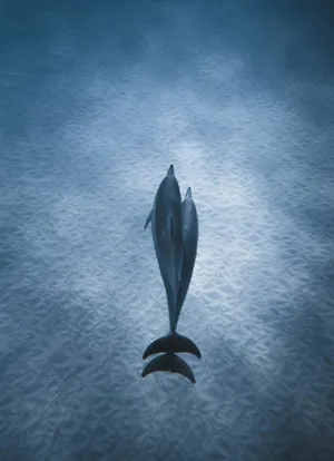 Serene Dolphin Underwater Scene Wallpaper