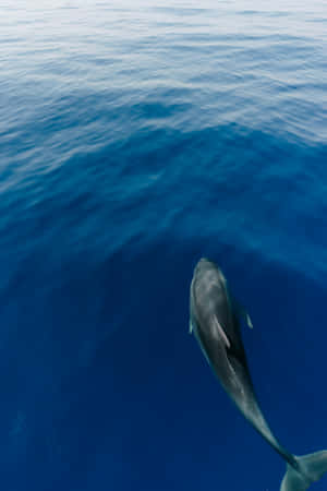 Serene Dolphinin Blue Ocean Waters Wallpaper