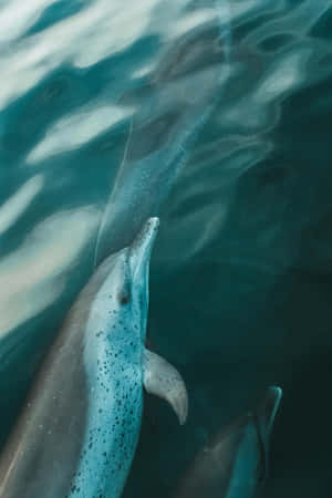 Serene Dolphinin Blue Waters Wallpaper