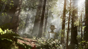 Serene Endor Forest Landscape Wallpaper