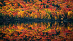 Serene Fall Forest Scene Wallpaper