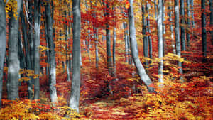 Serene Fall Forest Scenery Wallpaper