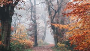 Serene Fall Forest Scenery Wallpaper