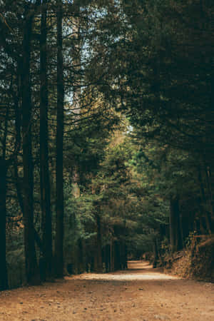 Serene Forest Path.jpg Wallpaper