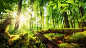 Serene Green Forest Path Wallpaper