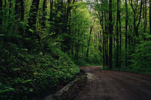 Serene Green Forest Path Wallpaper