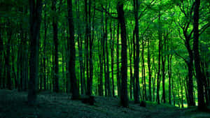 Serene Green Forest Scenery Wallpaper