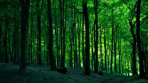 Serene Green Forest Scenery Wallpaper