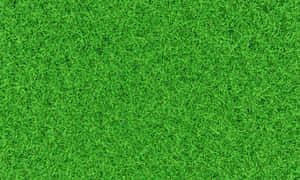 Serene Green Grass Scene Wallpaper