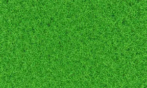 Serene Green Grass Scene Wallpaper