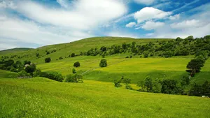 Serene Green Landscape Wallpaper