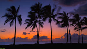 Serene Hawaiian Beach At Sunset Wallpaper