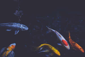 Serene_ Koi_ Fish_ In_ Dark_ Waters.jpg Wallpaper