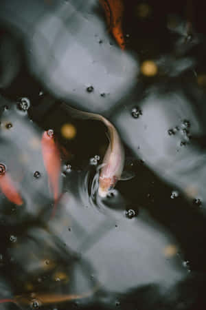 Serene_ Koi_ Fish_ Water_ Reflections.jpg Wallpaper