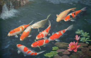 Serene_ Koi_ Pond_ Gathering.jpg Wallpaper