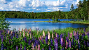 Serene_ Lake_with_ Lupines_ H D Wallpaper