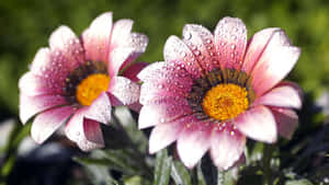 Serene Morning Dew On A Flower Wallpaper