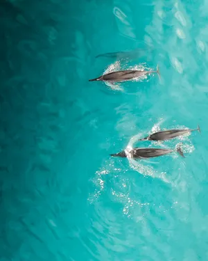 Serene Mountain Lake Wallpaper