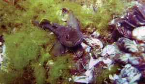 Serene Mountain Peak Under Clear Blue Sky Wallpaper