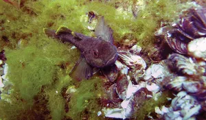 Serene Mountain Peak Under Clear Blue Sky Wallpaper