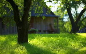 Serene Nature Hd Wallpaper