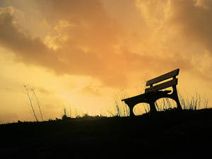 Serene Park Scene With Empty Bench Wallpaper