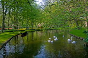 Serene Parkwith Swansand Pond Wallpaper